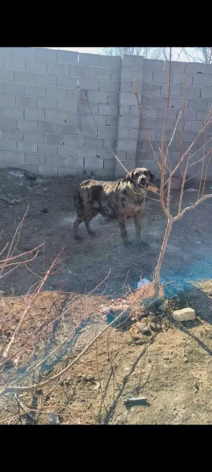 سگ سرابی|سگ|هشتگرد, قاسم آباد بزرگ|دیوار