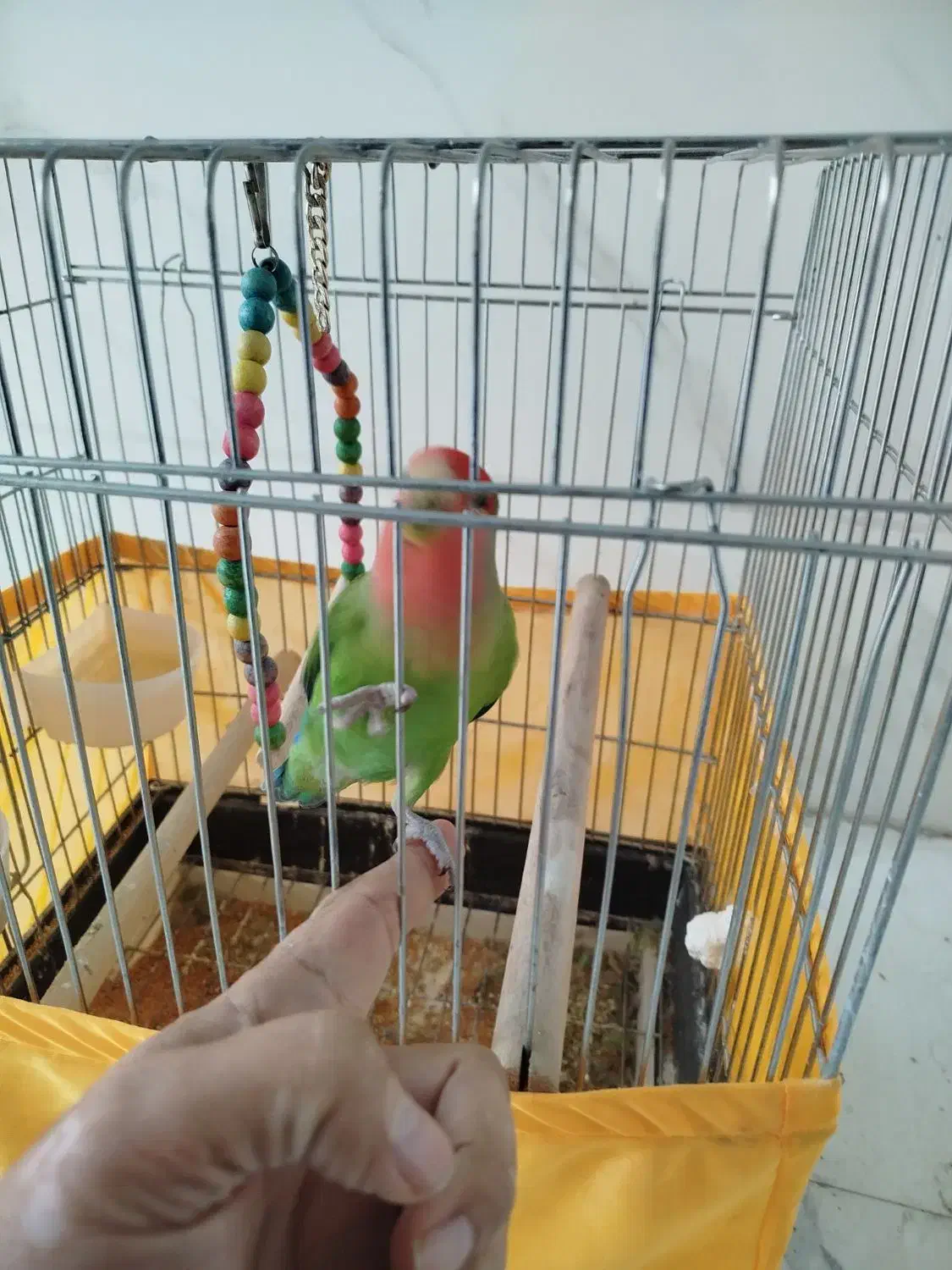 طوطی برزیلی رام و اهلی با قفس|پرنده|اردبیل, |دیوار