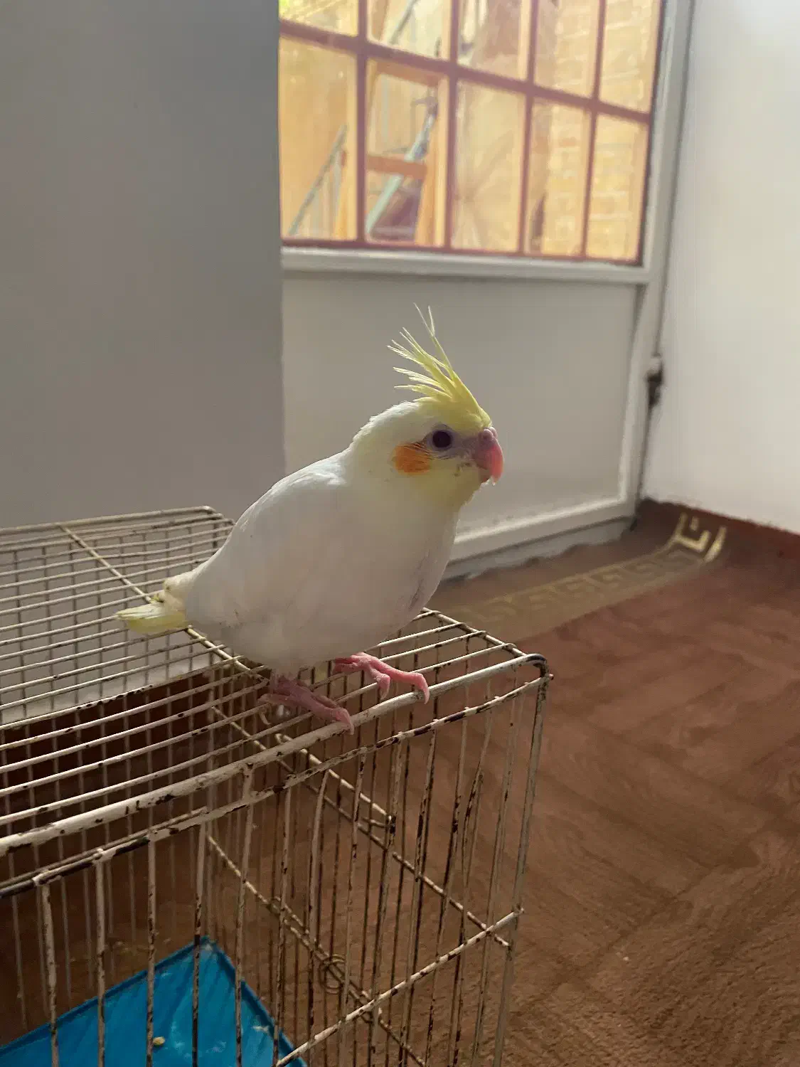 عروس هلندی گم شده|حیوانات|دزفول, |دیوار