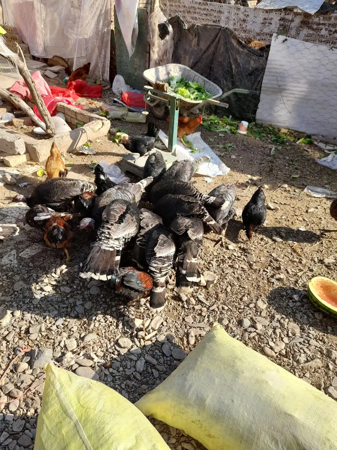 بوقلمون و مرغ و خروس|حیوانات مزرعه|نیشابور, ریوند|دیوار