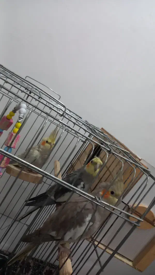 عروس هلندی|پرنده|رشت, منظریه|دیوار