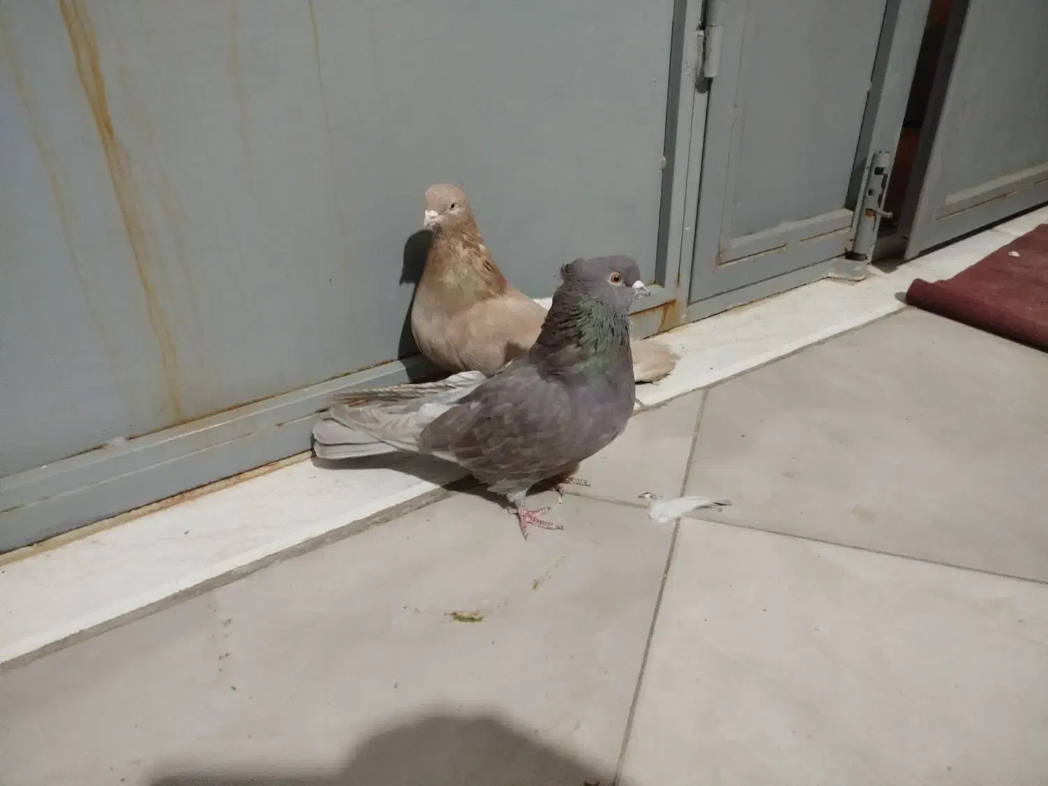 کبوتر یه جفت کوهی|پرنده|میلاجرد, |دیوار