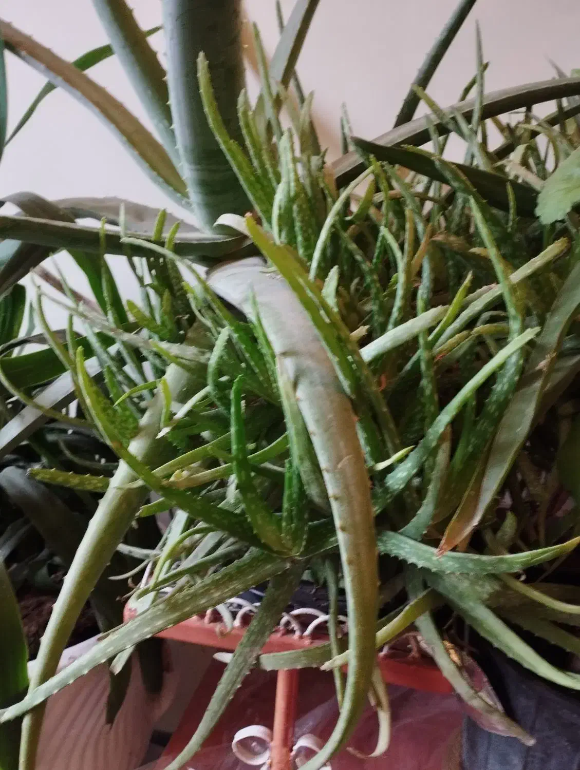 الورا معاوضه|گل و گیاه طبیعی|سهند, |دیوار