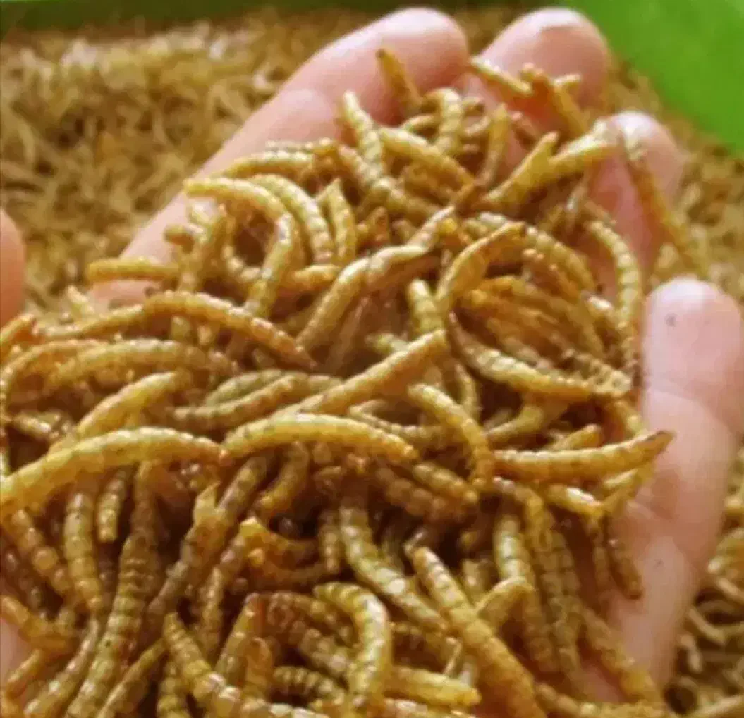 کرم میلورم اموزش نحوه پرورش تکثیر و...|خزنده|اصفهان, آزادگان|دیوار