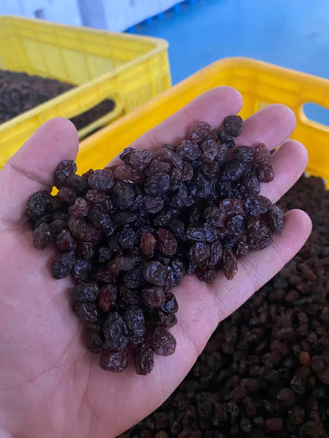 کشمش آفتابی پلویی|خوردنی و آشامیدنی|تاکستان, |دیوار