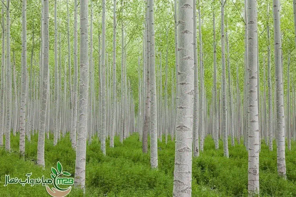 فروش نهال صنوبر تبریزی|خدمات باغبانی و درختکاری|شیروان (خراسان), |دیوار