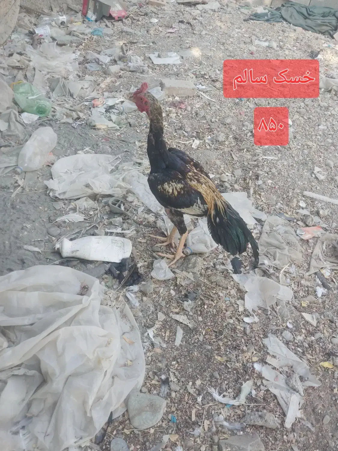 خروس سالم|حیوانات مزرعه|ایرانشهر, |دیوار