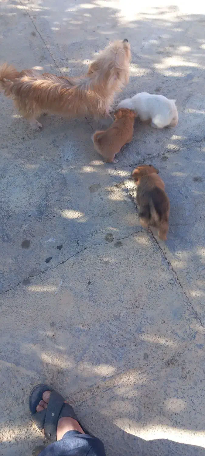 سگ شیتزو شناسنامه دار|سگ|سنندج, |دیوار