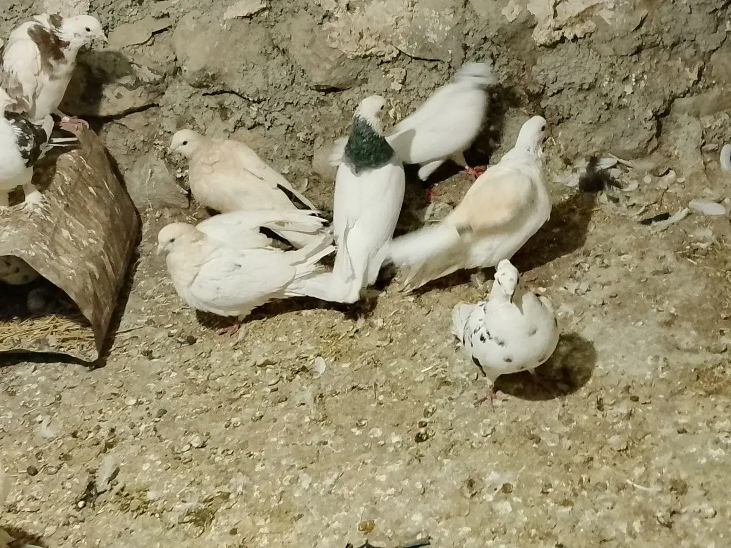 ۱۲تا کفتر تهرانی|پرنده|زاگرس, |دیوار