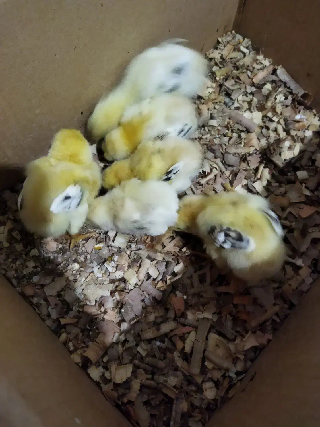 جوجه لاری ۶ عدد|حیوانات مزرعه|کلاچای, |دیوار