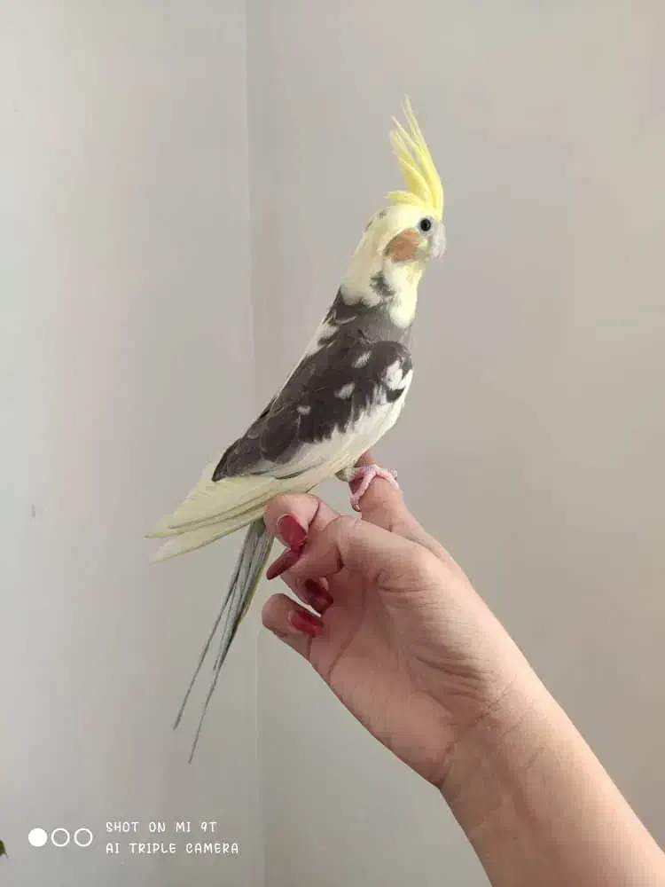 عروس هلندی (نر)|پرنده|ری, علایین|دیوار