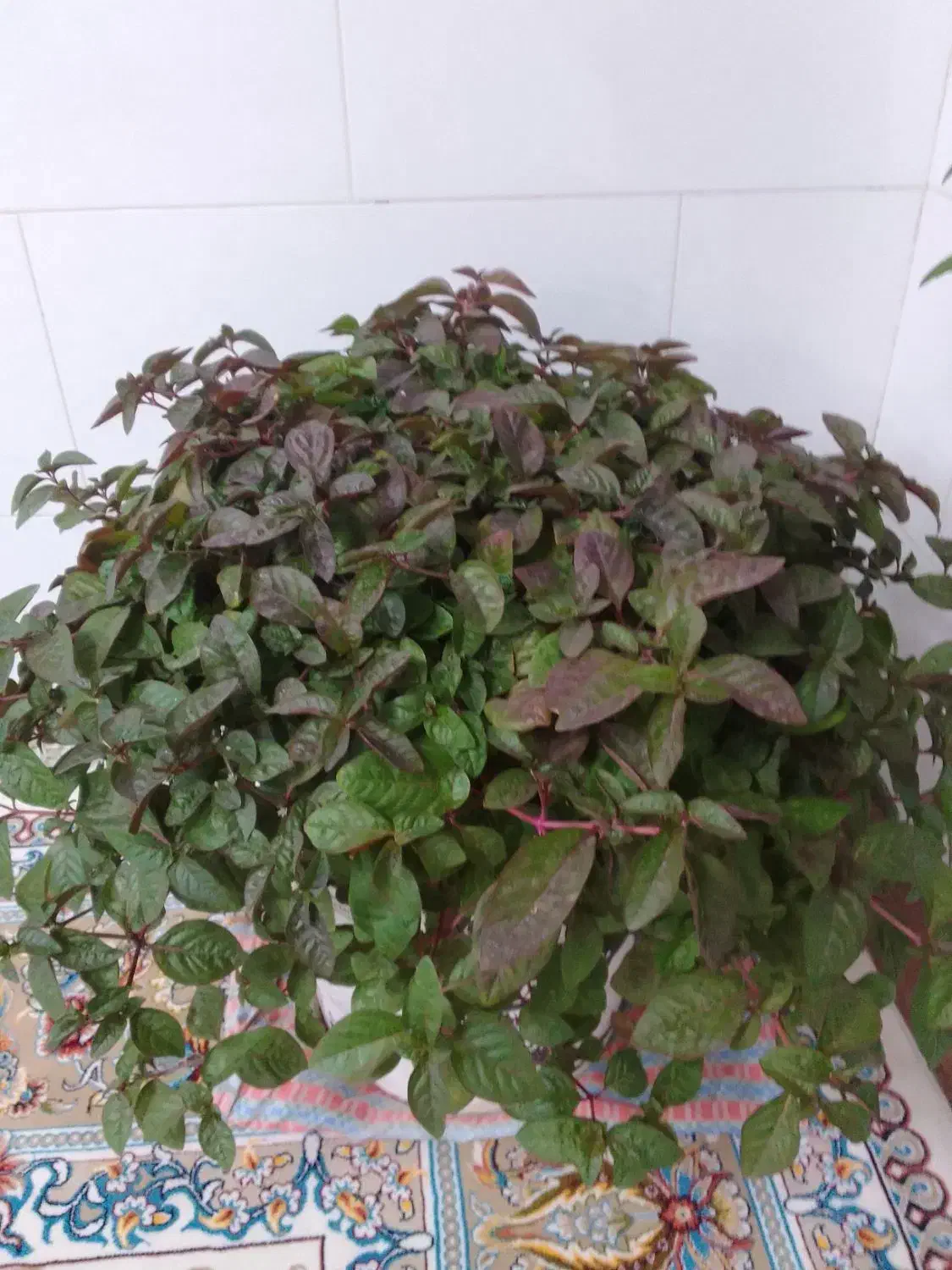 گل مروارید زیبا  وخیلی بزرگ (جز گیاهان آپارتمانی)|گل و گیاه طبیعی|مبارکه, |دیوار