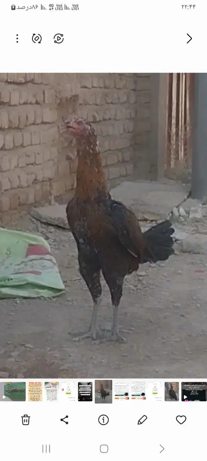 خروس لاری|حیوانات مزرعه|طاغنکوه, |دیوار