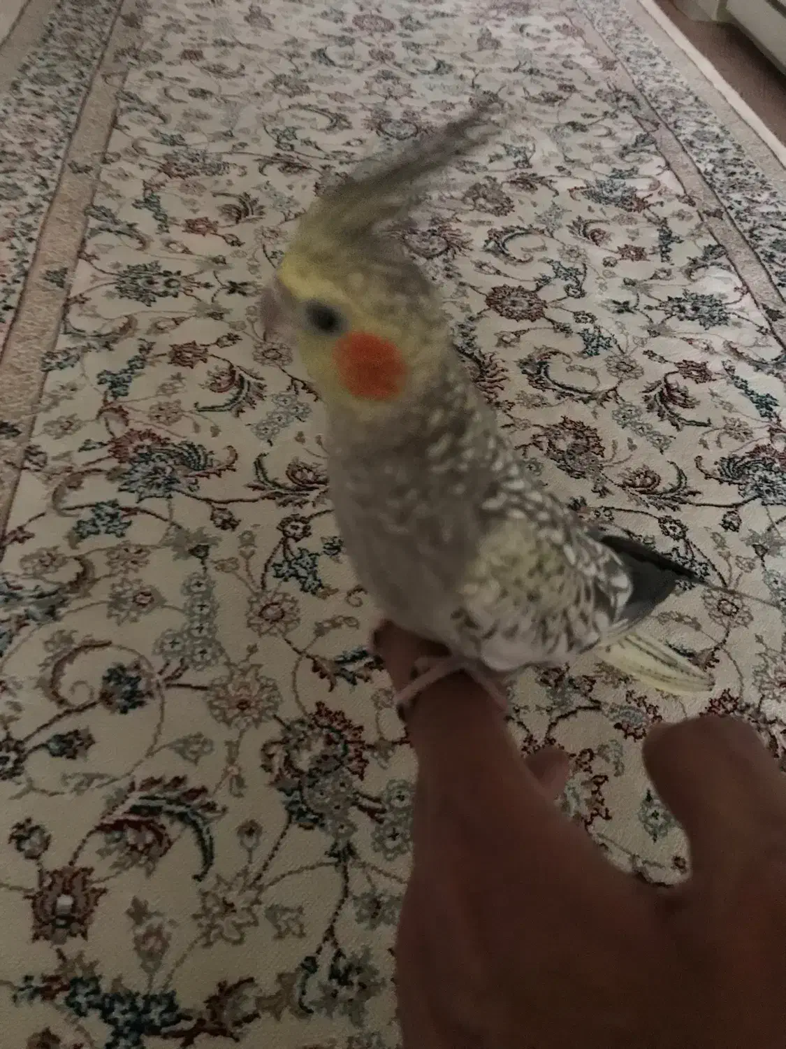 عروس هلندی گمشده|پرنده|تهران, مسعودیه|دیوار