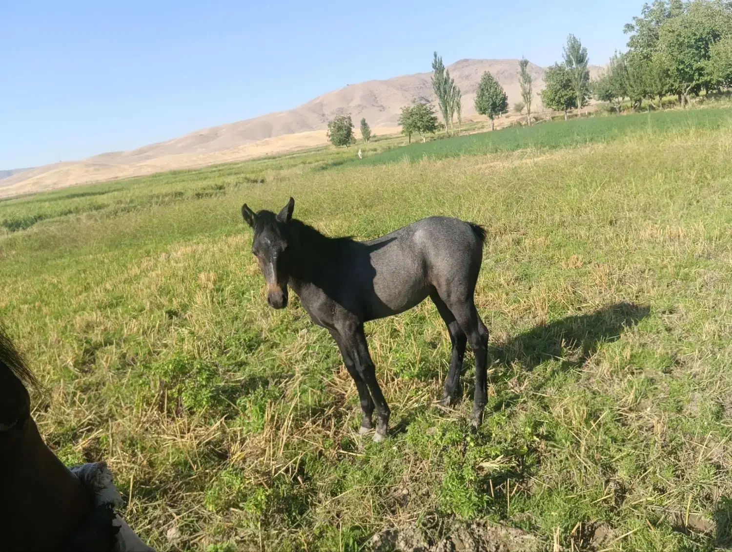 اگر خریداری زنگ بزن|اسب و تجهیزات اسب‌سواری|سیلاخور, |دیوار