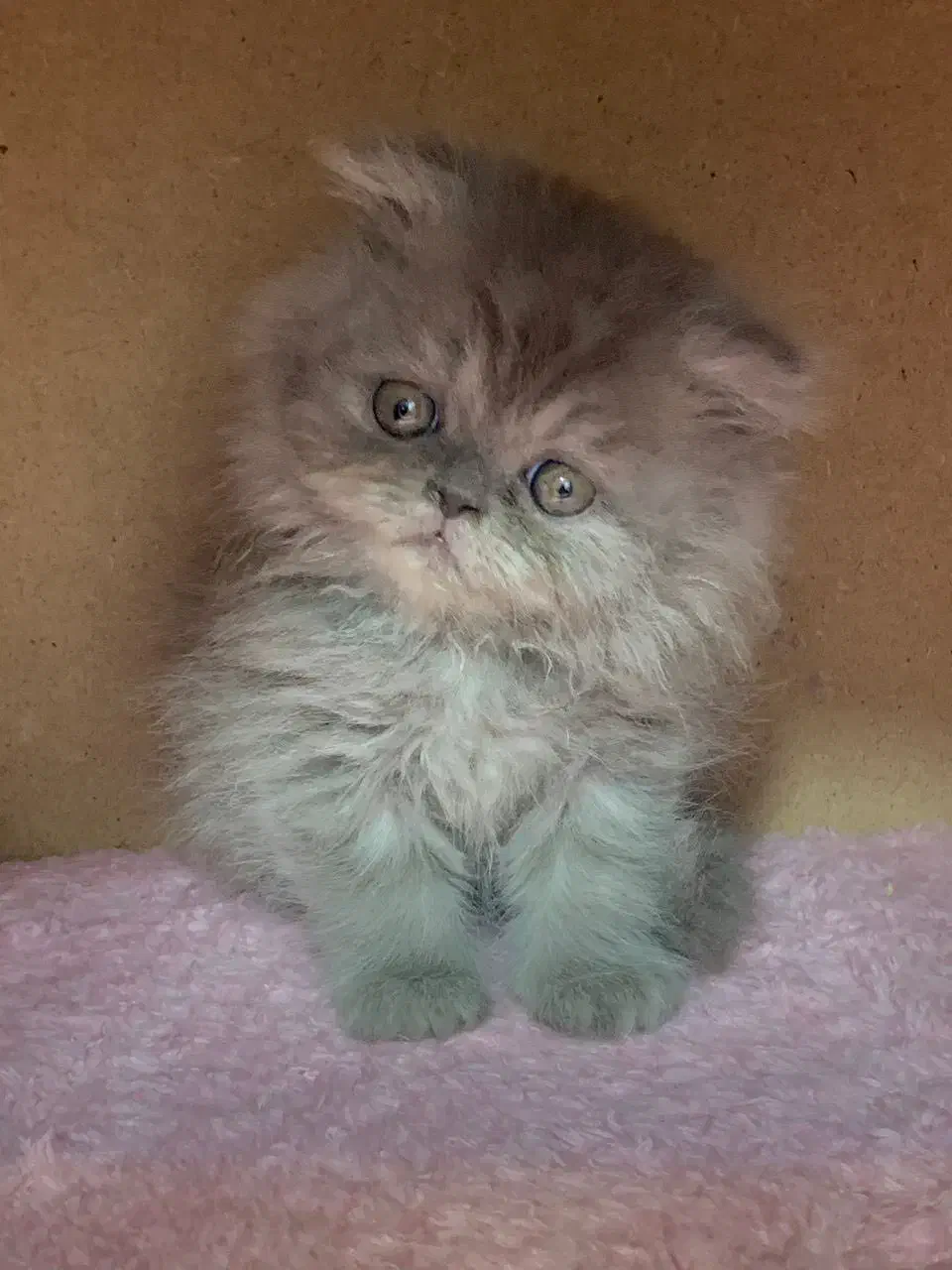 بریتیش بلو کیفیت بالا|گربه|رشت, لاکانی|دیوار