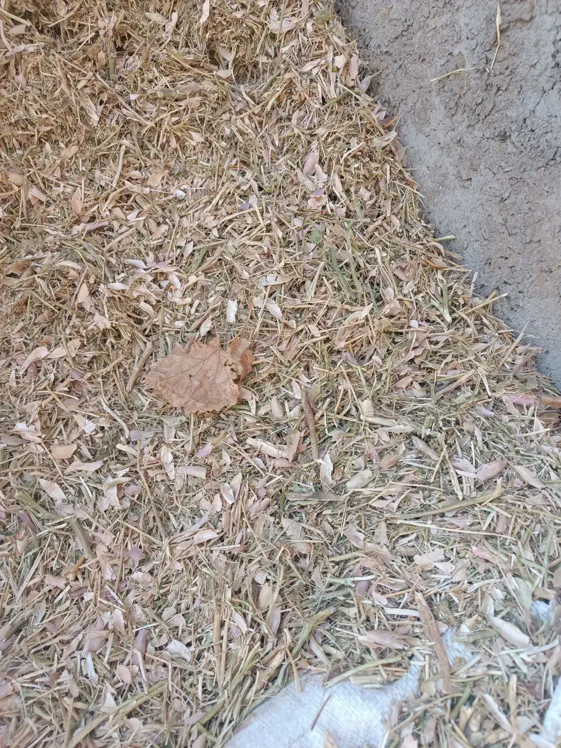 کاه لوبیا و سفید|لوازم جانبی حیوانات|زنده رود, |دیوار