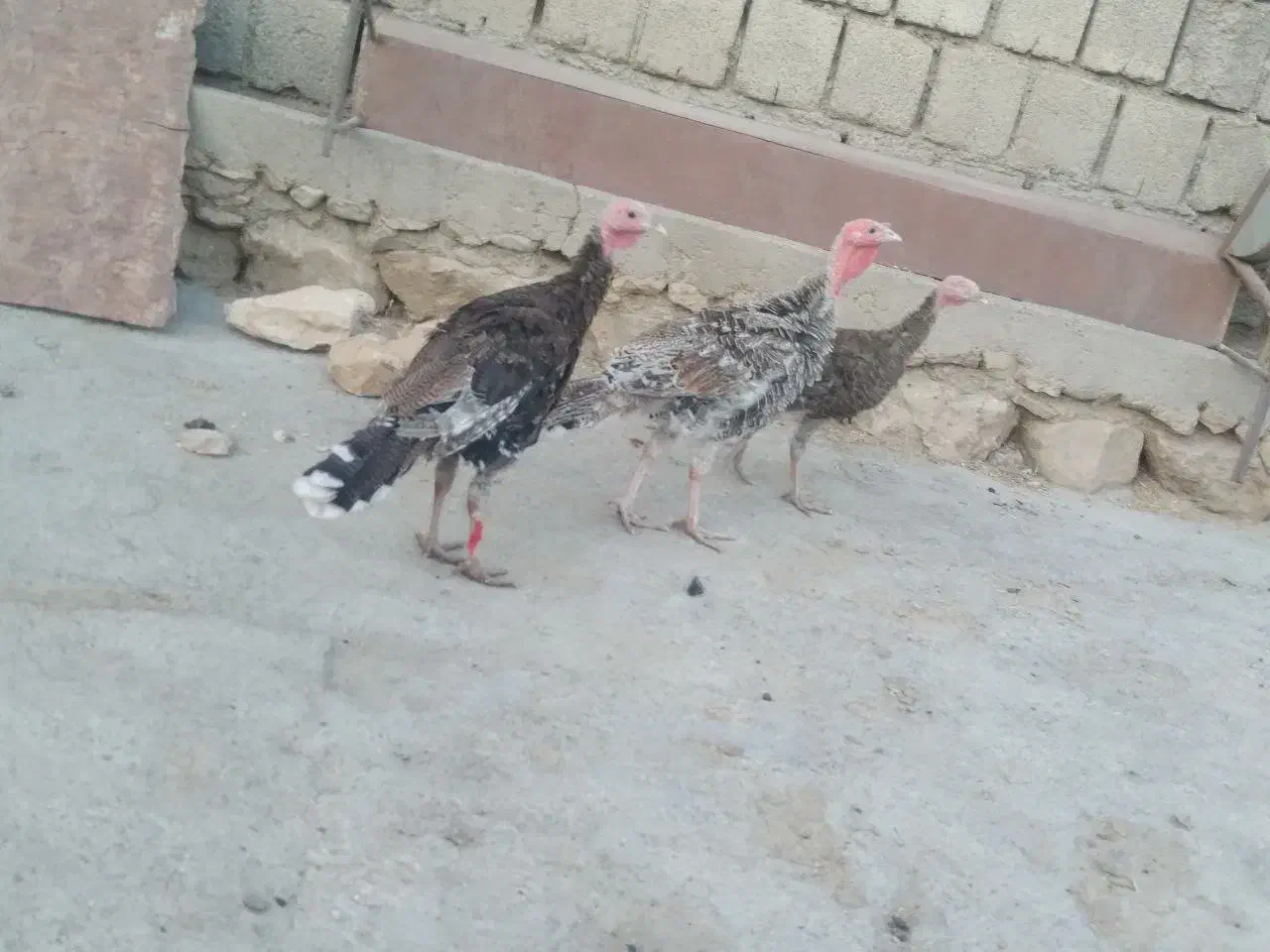 بوق دو نر یک ماده|حیوانات مزرعه|سیوان, |دیوار