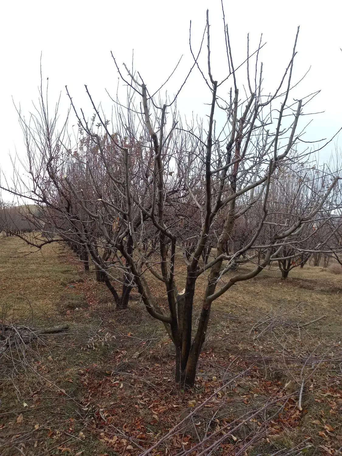هرس زنی درختان|خدمات باغبانی و درختکاری|شاهین دژ, |دیوار