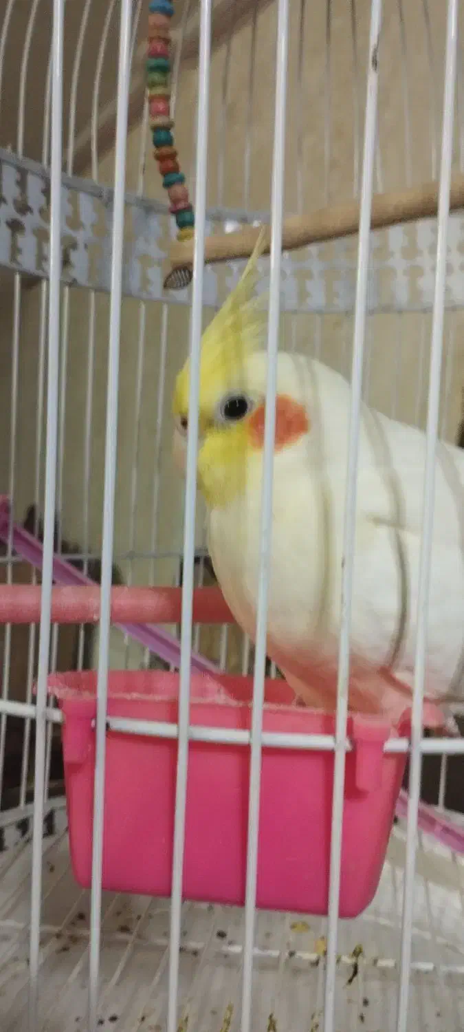 عروس هلندی|پرنده|زاهدان, |دیوار