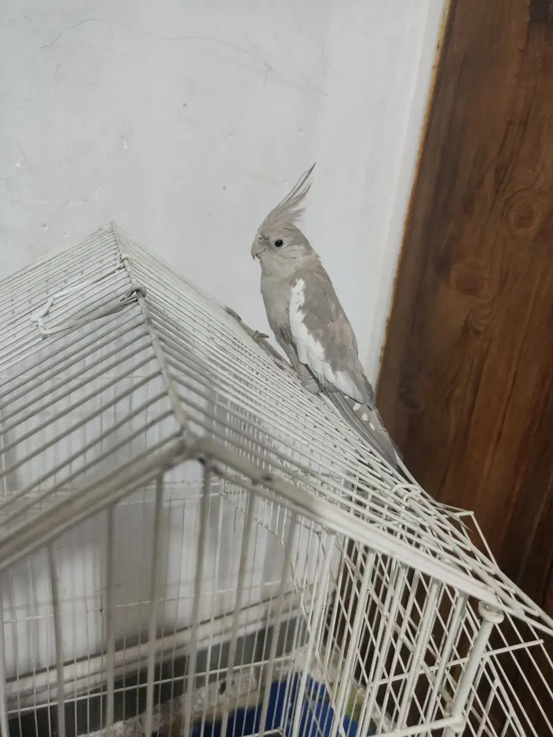 گمشده عروس هلندی|پرنده|رباط‌کریم, رباط‌کریم|دیوار