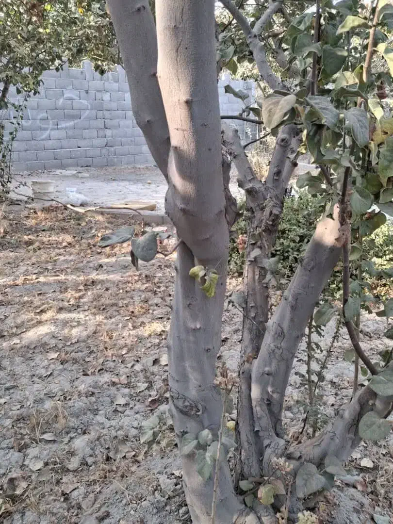 باسلام خرید انواع چوب باغی به بهترین قیمت|خدمات باغبانی و درختکاری|فلاورجان, |دیوار