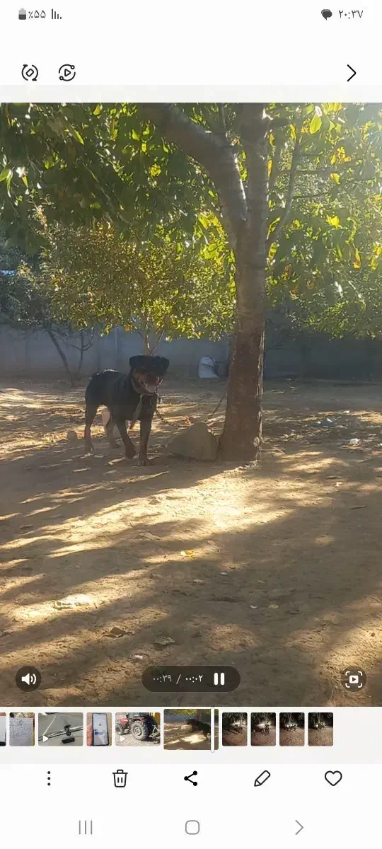 رودفایلر۱۸ماهه|سگ|انگوت, |دیوار