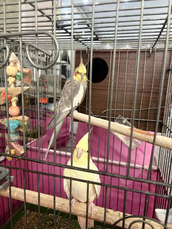 عروس علندی جفت|پرنده|فردیس, شهرک هفده شهریور|دیوار