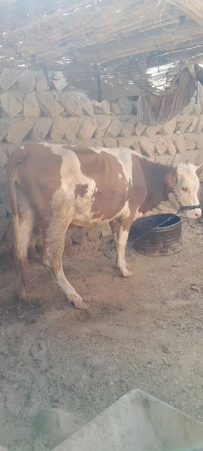 گاو و گوساله|حیوانات مزرعه|کرمانشاه, |دیوار