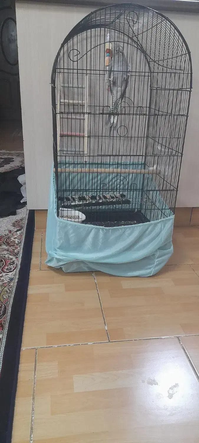 یه جوجه عروس هلندی نر ۷ماهه با قفس|پرنده|پاکدشت, پارچین|دیوار