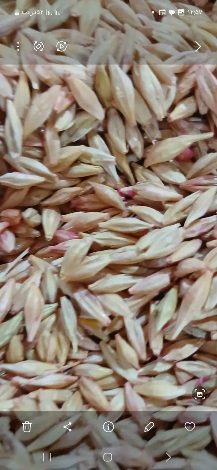 جو آبی بذری|خدمات باغبانی و درختکاری|بروجرد, |دیوار