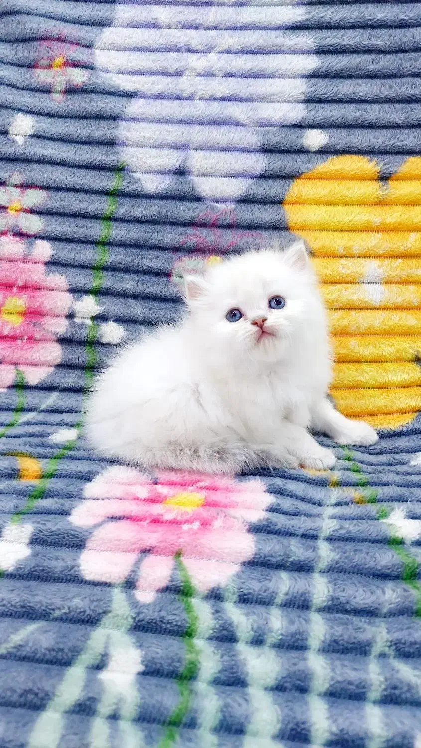 بریتیش واسکاتیش گلد وبلو|گربه|شیراز, معالیآباد|دیوار