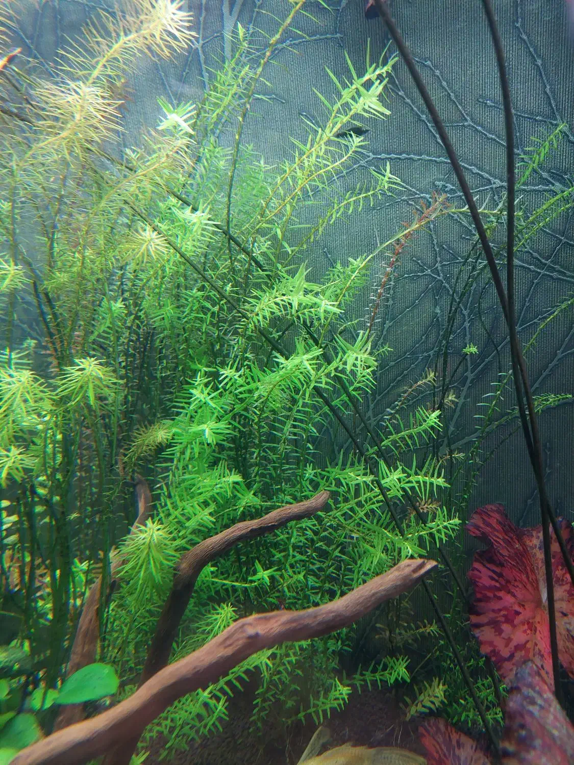 گیاه اکواریومی و غذا زنده|ماهی|شیراز, غدیر شمالی|دیوار