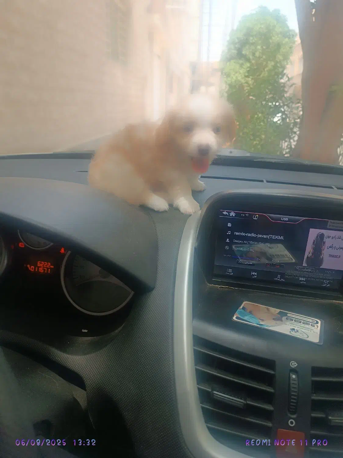 توله سگ اشپیتز. سگ آپارتمانی|سگ|آبادان, |دیوار