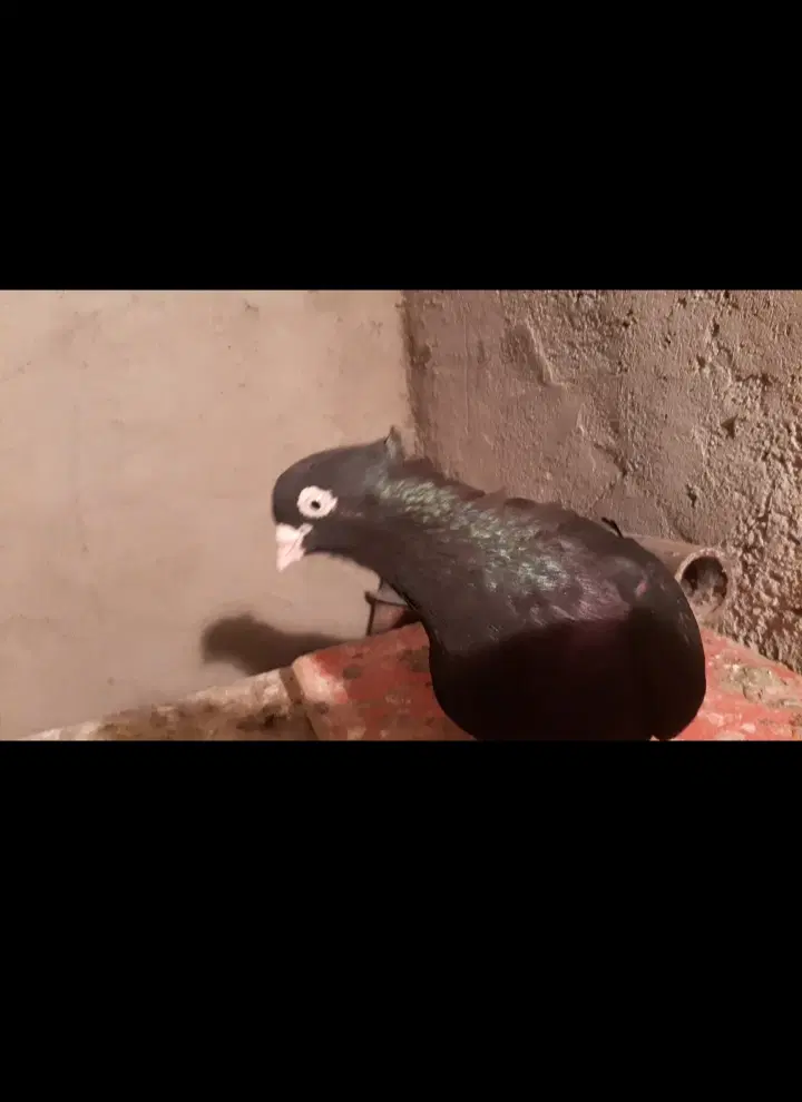 زاغ|پرنده|مسجد سلیمان, |دیوار