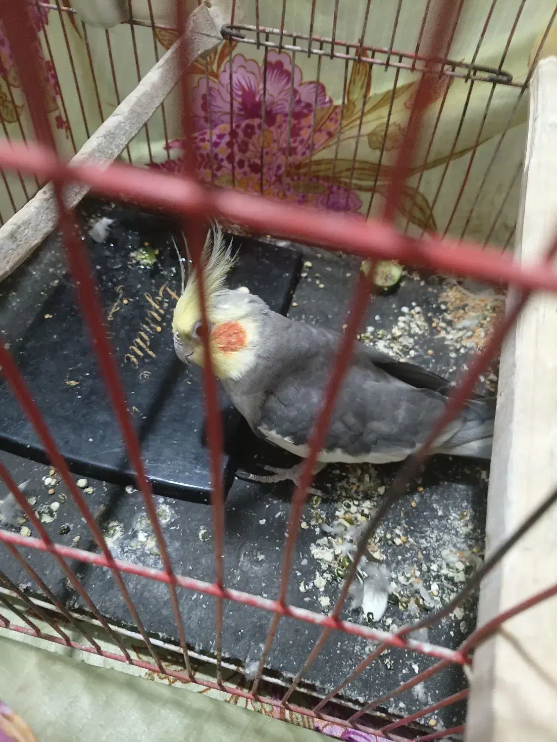 عروس هلندی|پرنده|ماهدشت, |دیوار