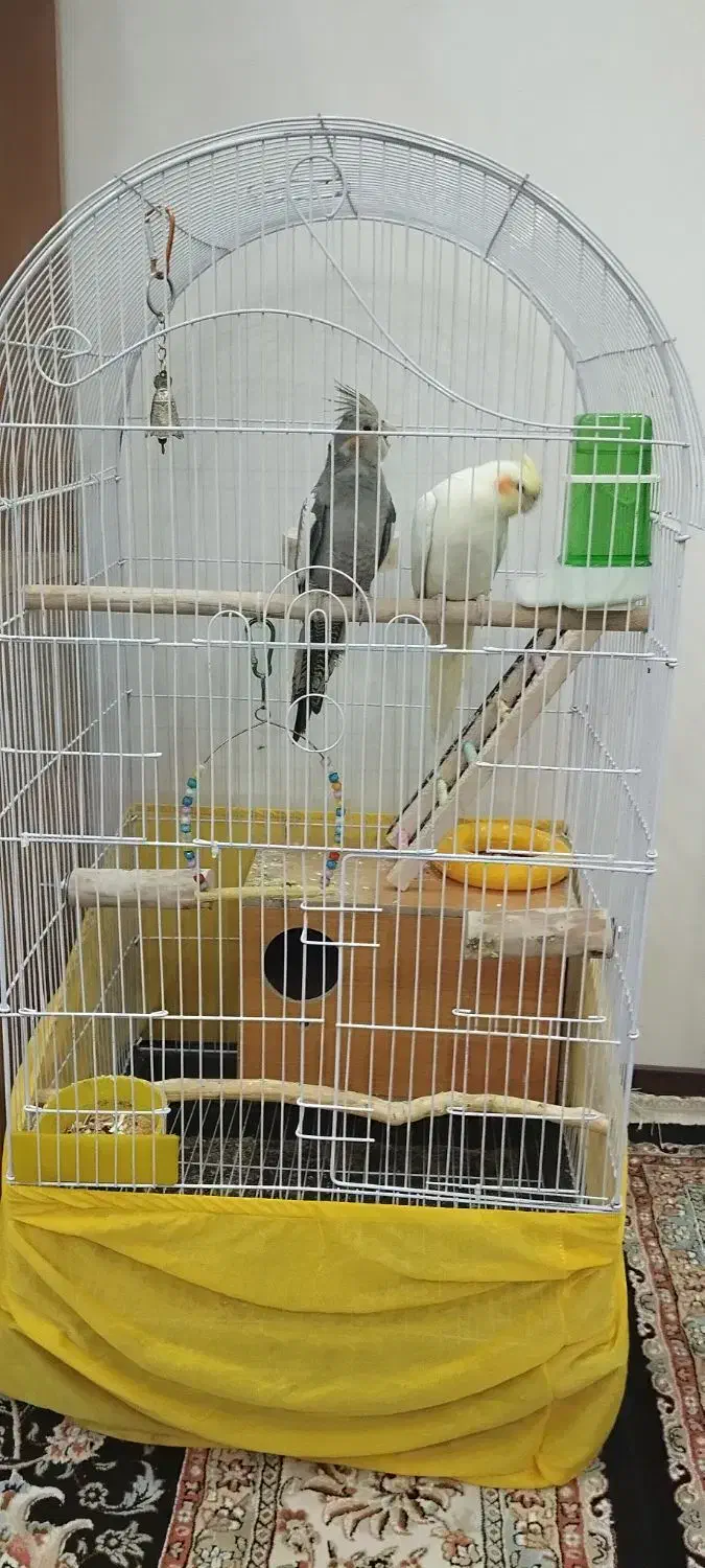 عروس هلندی|پرنده|ری, شهرک نظامی|دیوار