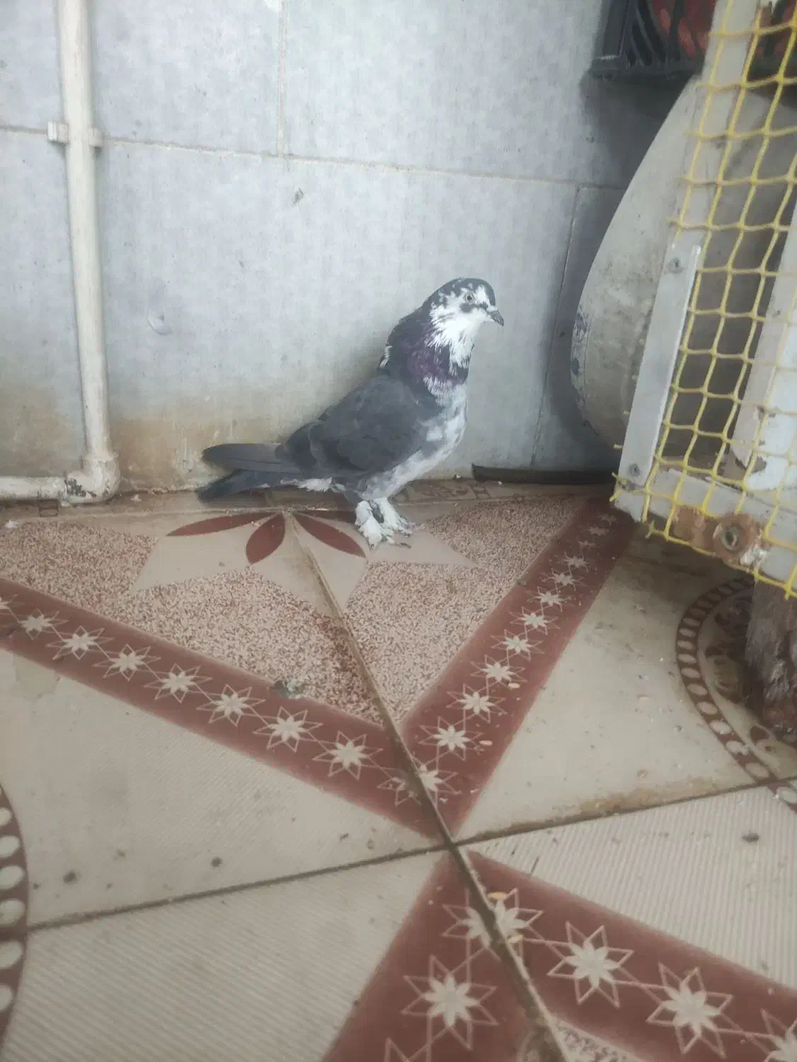 کبوتر پرشی به شرط|پرنده|چهارباغ, |دیوار