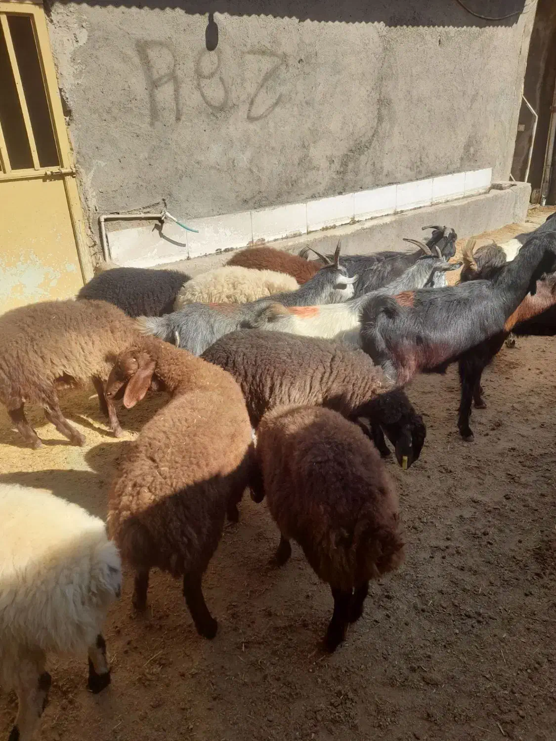 7 راس بز جوان و 7 راس بره|حیوانات مزرعه|دورود, |دیوار