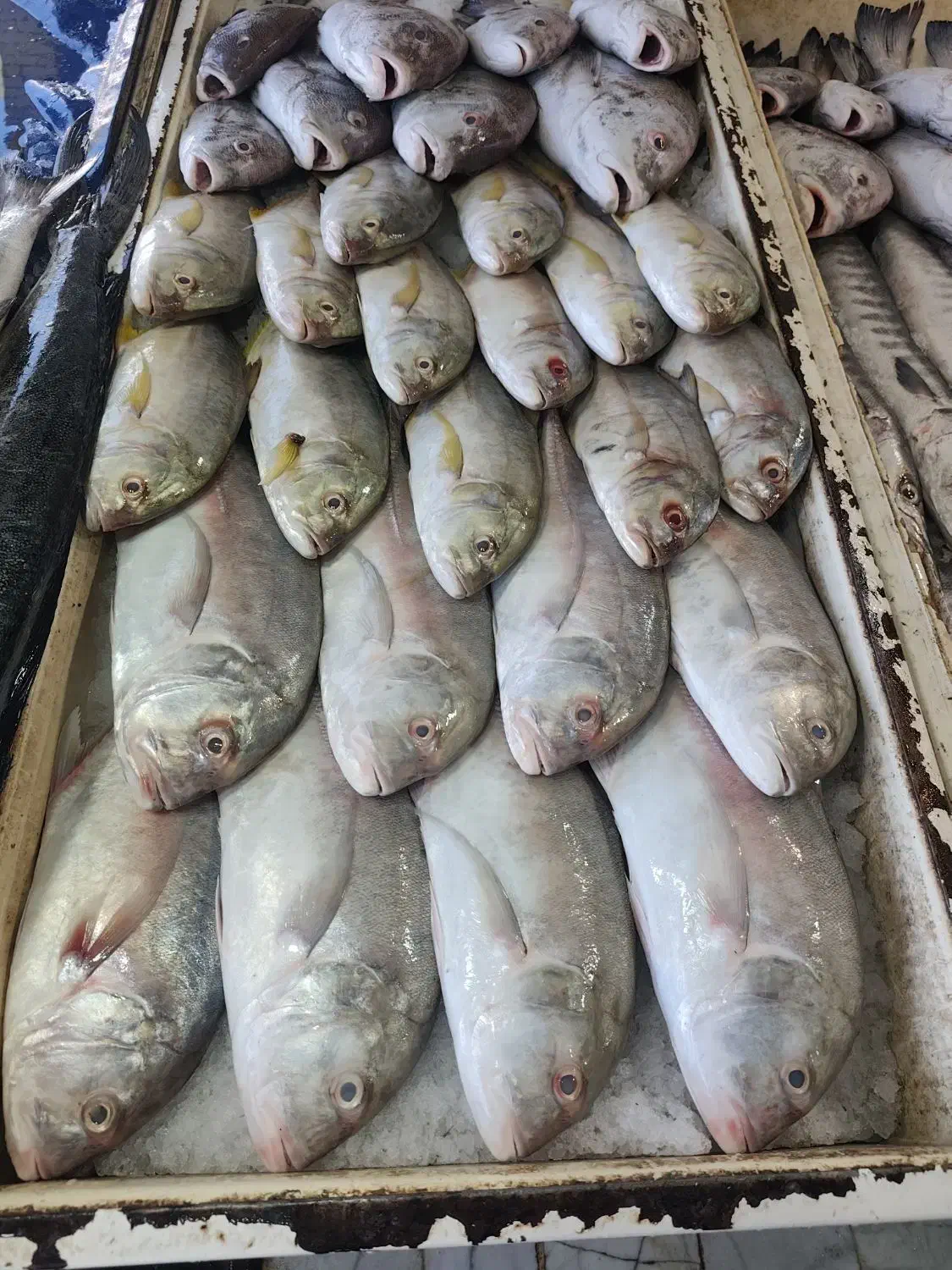 ماهی درجه یک چابهار رسید|ماهی|زاهدان, |دیوار