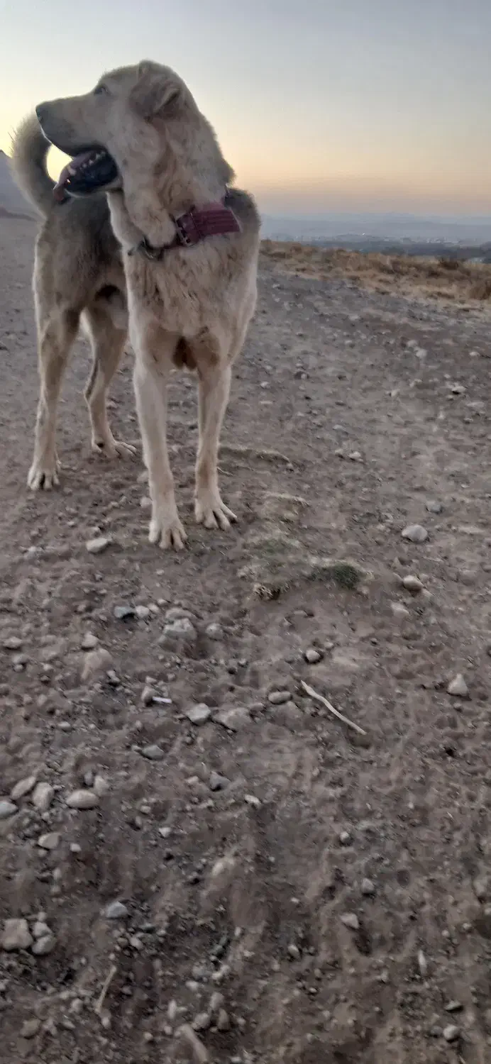 سگ پژدر|سگ|سنقر, |دیوار