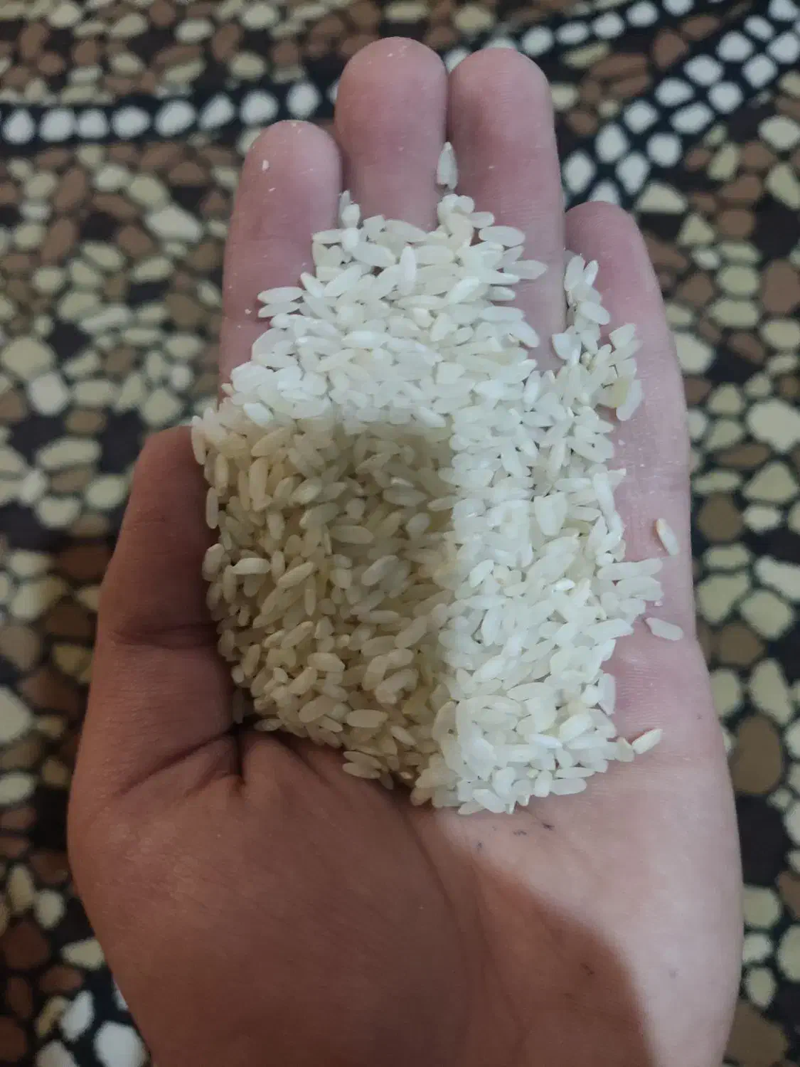 برنج کامفیروزی|عمده‌فروشی|مرودشت, کوشک|دیوار