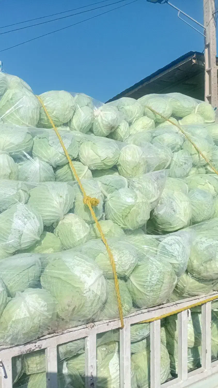 صیفی جات جهت مصرف دام|خوردنی و آشامیدنی|اندیمشک, |دیوار