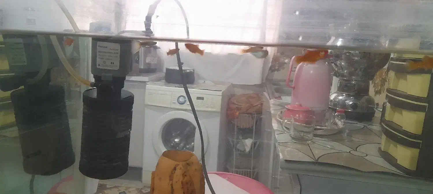 آکواریم|ماهی|سنندج, |دیوار