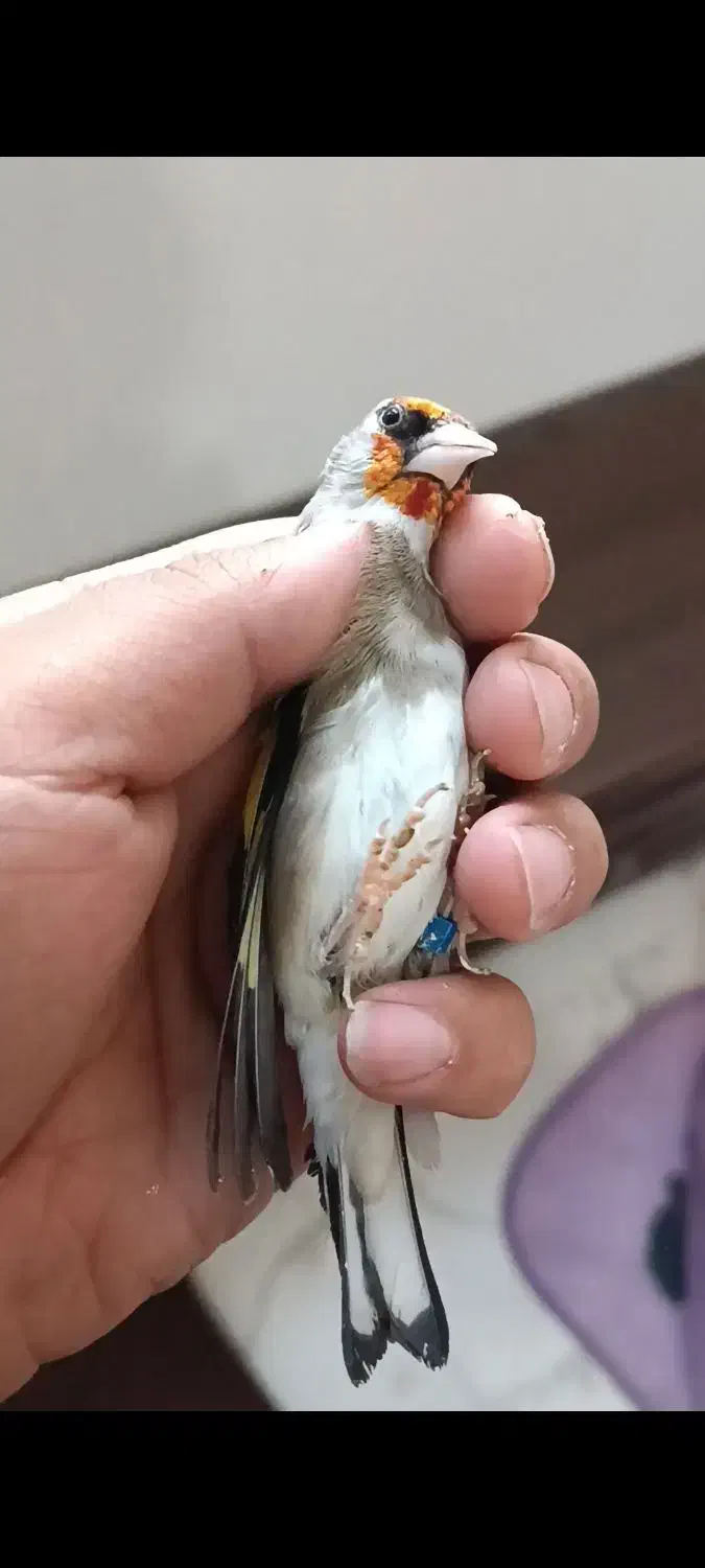 سهره کرمونی جوجه قفس|پرنده|تربت جام, جامی|دیوار