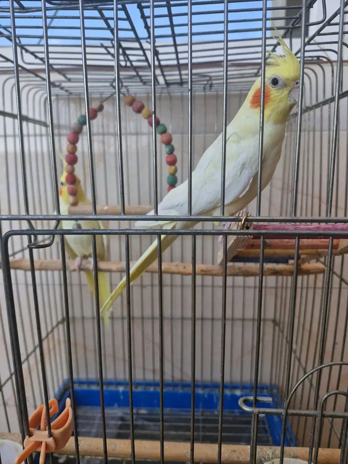 طوطی نژاد لوتینو|پرنده|اسلامآباد غرب, |دیوار