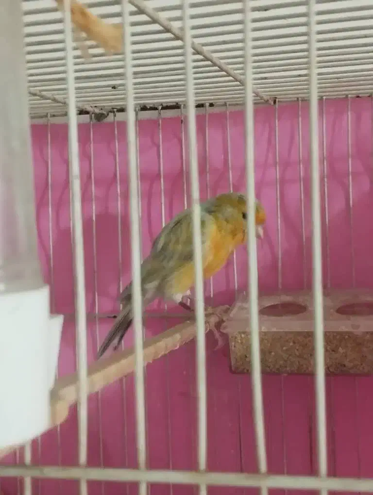 قناری|پرنده|مشهد, دوست آباد|دیوار