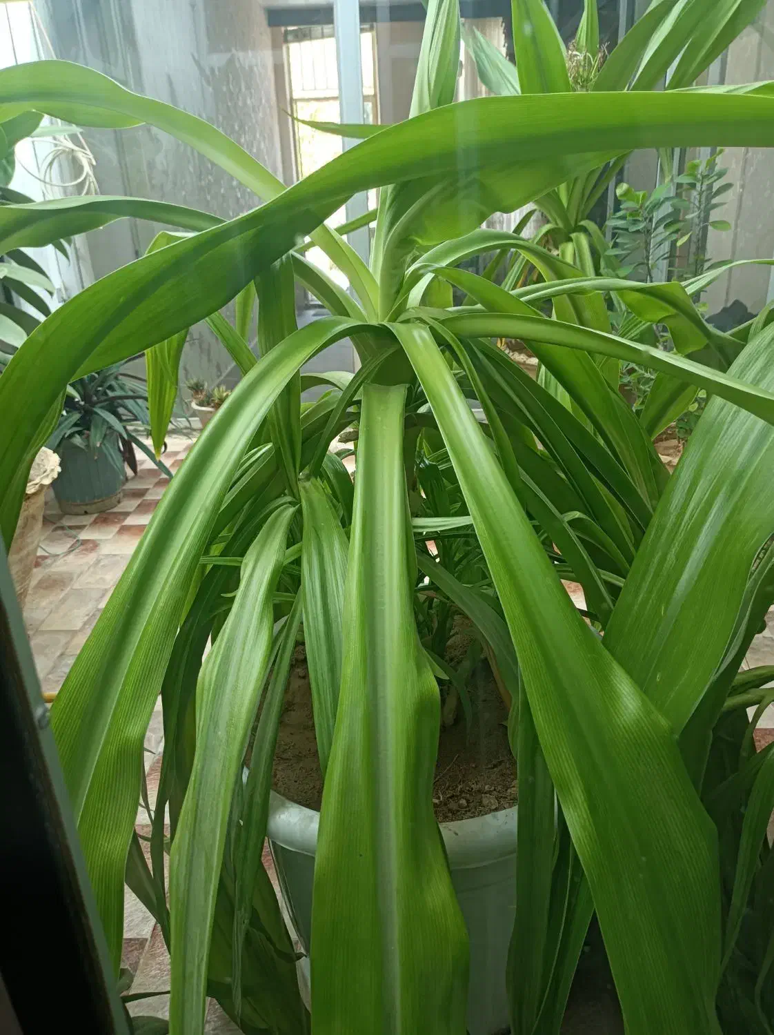 گل ذرتی|گل و گیاه طبیعی|آباده, |دیوار