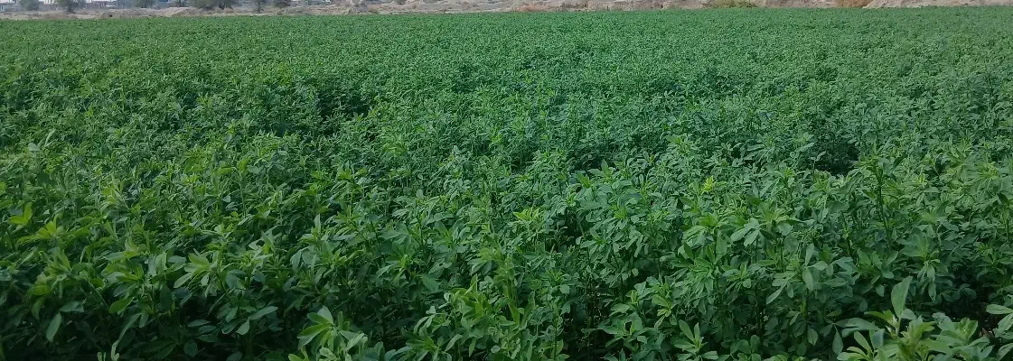 لوله کشی کشاورزی|مصالح و تجهیزات ساختمان|کهنوج, |دیوار