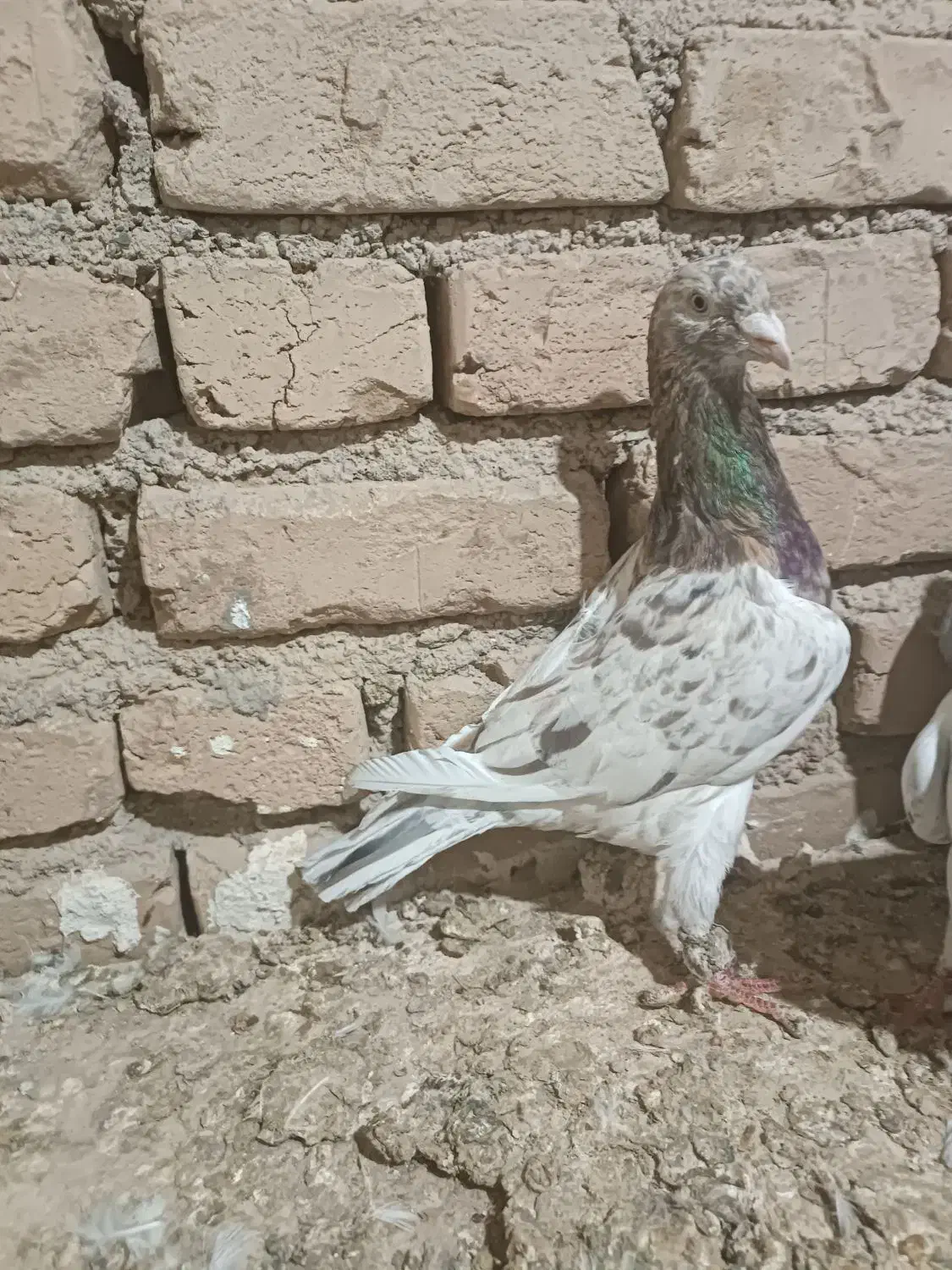 کبوتر زرد هفت رنگ نر و موشی نقره‌ای|پرنده|الوند, |دیوار